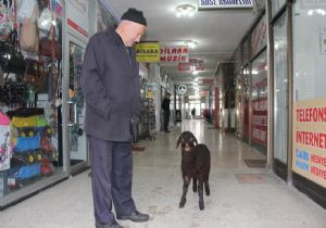 Peşinden ayrılmayan kuzusuyla ilgi odağı oldu